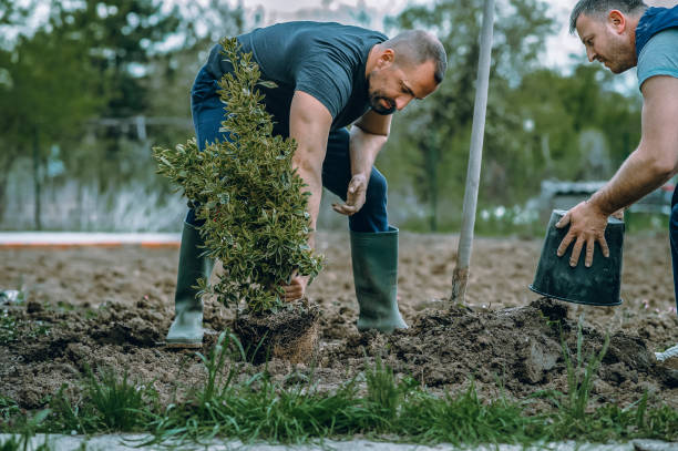 How Our Tree Care Process Works  in  Ridgeland, MS