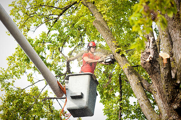 Trusted Ridgeland, MS Tree Services Experts